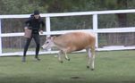 MC Gui ajuda Bil Araújo a cuidar da vaca de ordenha, mas enquanto o influenciador limpa o pasto, o cantor brinca com a Teimosinha, se diverte e dá risada do animal
