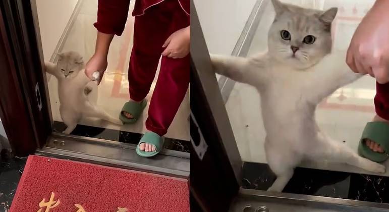 jogo de gato fofo｜Pesquisa do TikTok