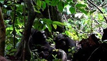 Medicina primitiva: chimpanzé aplica inseto em ferida de filhote