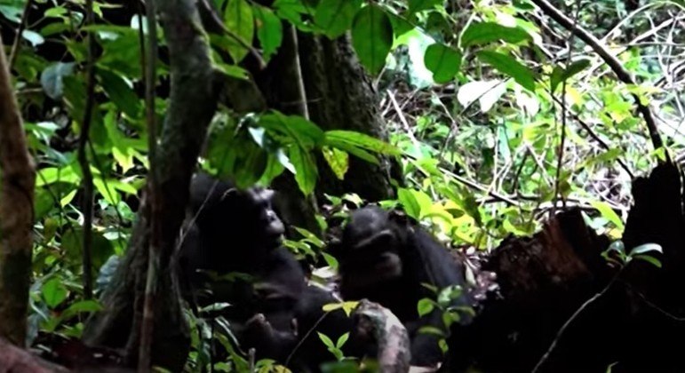 Chimpanzé aplicou inseto para tratar ferida no pé de filhote