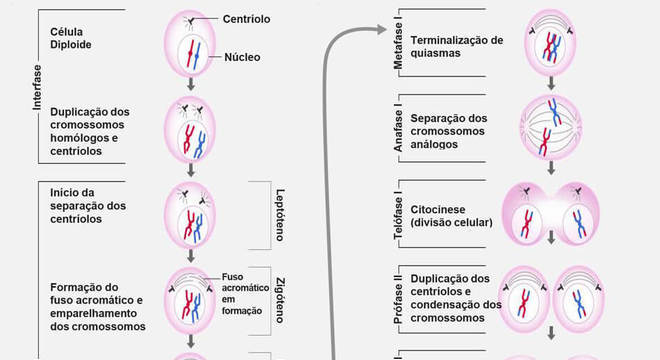 Meiose e as suas fases