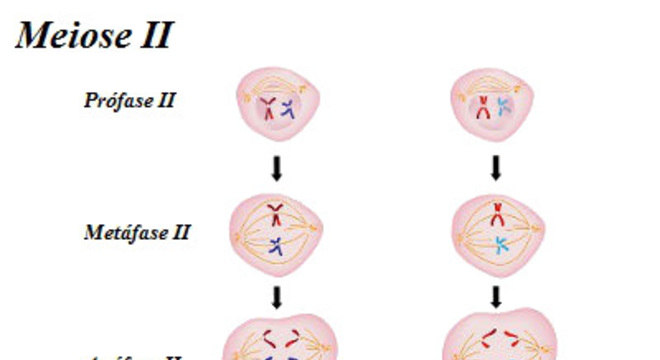 Meiose e as suas fases