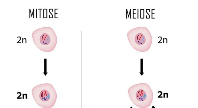 Meiose e as suas fases