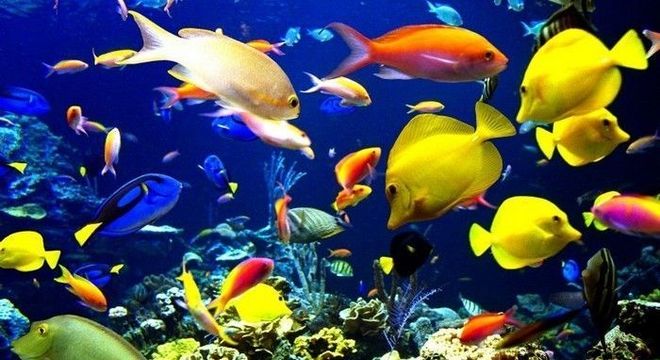 Memória de peixe: o que significa esta expressão?