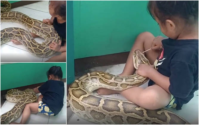 Serpentes e crianças em casa - Mundo Pet