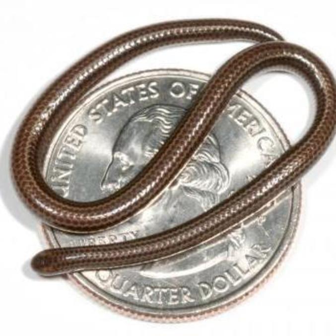 A cobra é do tamanho de uma moeda de dólar