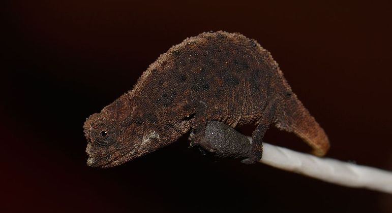 Menor réptil do mundo - camaleão de Madagascar tem apenas 2,5 cm