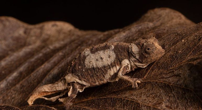 Menor réptil do mundo - camaleão de Madagascar tem apenas 2,5 cm