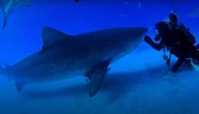 Inseparáveis: mergulhador é amigo de tubarão-tigre de 4 m há mais de 20 anos