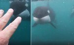 Um mergulhador amador teve uma experiência de tirar o fôlego ao ser enquadrado por uma dupla de orcas, sob as águas da Baía de Plenty, na ilha norte da Nova Zelândia