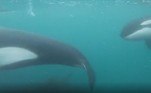 Apesar de visitar a região há mais de 10 anos, Morris contou ter encontrado orcas em apenas duas ocasiões: 