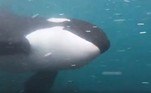 'A orca estava extremamente perto, a apenas 1 m de distância', lembra, 'nunca tive essa interação face a face antes, mas sempre sonhei com isso'