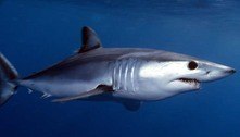 Vídeo assustador: mergulhador se desespera ao ser atacado por tubarão mais rápido do mundo
