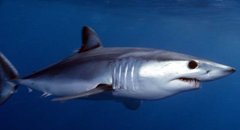 O tubarão-mako é considerado o mais rápido do mundo e chega a atingir 88 km/h
