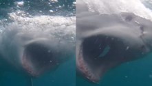 Mergulhador tem encontro assustador com tubarão-branco e filma tudo; assista