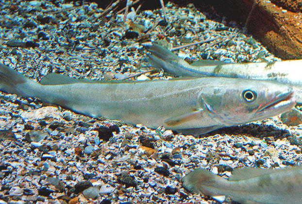 Merluza: Por ser mais magro e sem espinhas, o filé de Merluza é um dos peixes mais procurados pelos consumidores brasileiros.