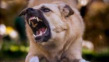 'Mês do cachorro louco': especialistas explicam por que agosto é conhecido assim 