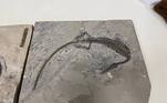 Mesossauro brasileiro de 280 milhões de anos recuperdo após tráfico
