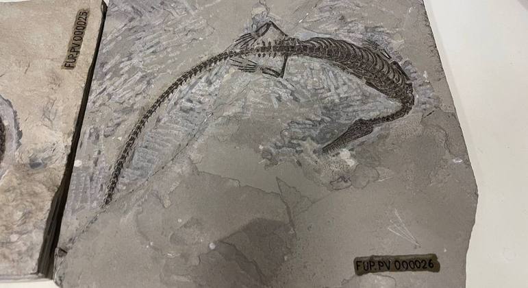 Mesossauro brasileiro de 280 milhões de anos recuperado após tráfico