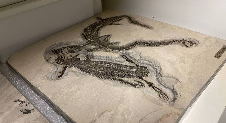 Mesossauros encontrados em camadas diferentes de fossilização em uma mesma rocha