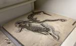 Mesossauro brasileiro de 280 milhões de anos recuperdo após tráfico