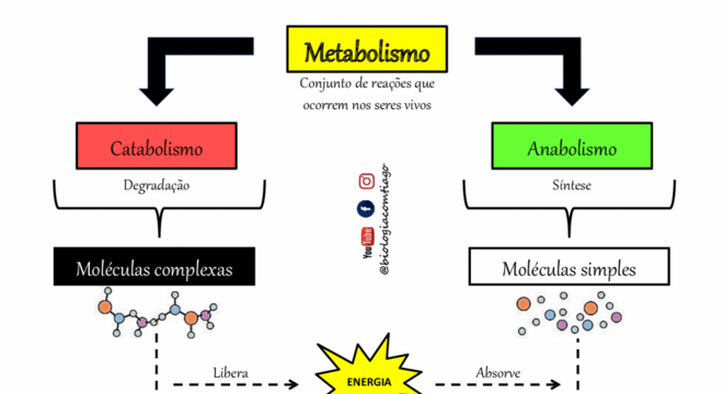 Metabolismo, o que é? Definição, características, funções e tipos principais