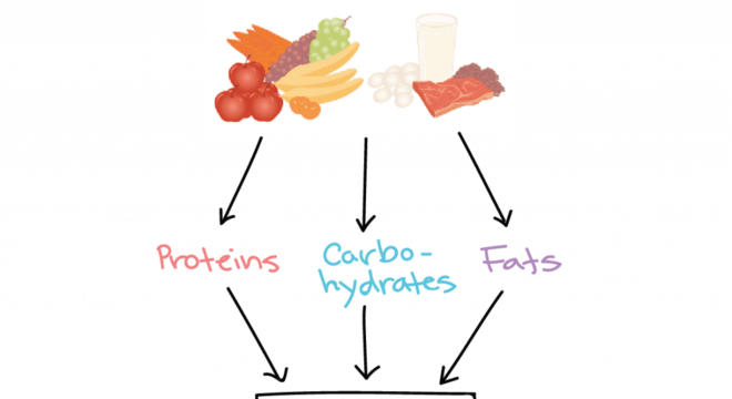 Metabolismo, o que é? Definição, características, funções e tipos principais