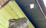 Essa é uma variedade extremamente rara de rocha espacial. Uma avaliação inicial estima que ela vale cerca de US$ 1,85 milhão (ou R$ 9,86 milhões), ou US$ 857 por gramaEm Taiwan, um pescador também ganhou um bom dinheiro após achar o chamado 'vômito de baleia', muito procurado pela indústria de cosméticos. Veja a seguir esse relato!