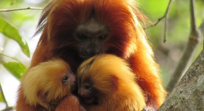 Há mais ou menos quatro décadas, mico-leão-dourado chegou próximo à extinção