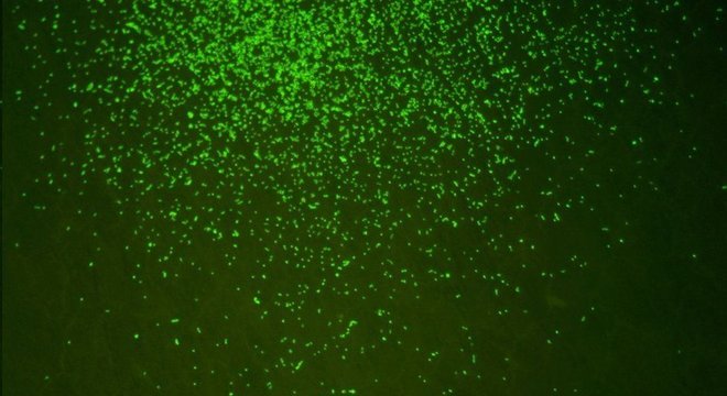 Os primeiros micróbios surgiram centenas de milhões de anos atrás