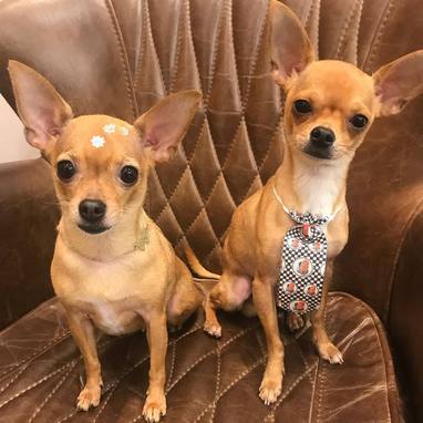 Carioca se derrete pela cachorrinha: 'Elemento essencial para casa' (Reprodução/Instagram)