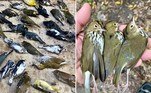 Entre 1.000 e 1.500 aves se chocaram contra arranha-céus da Filadélfia, nos EUA, em um raio de aproximadamente três quarteirões e meio, no centro da cidade