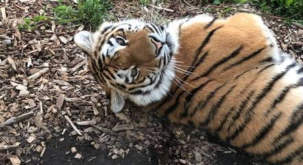 Mila, uma tigre-de-amur, morreu em um zoológico no Colorado