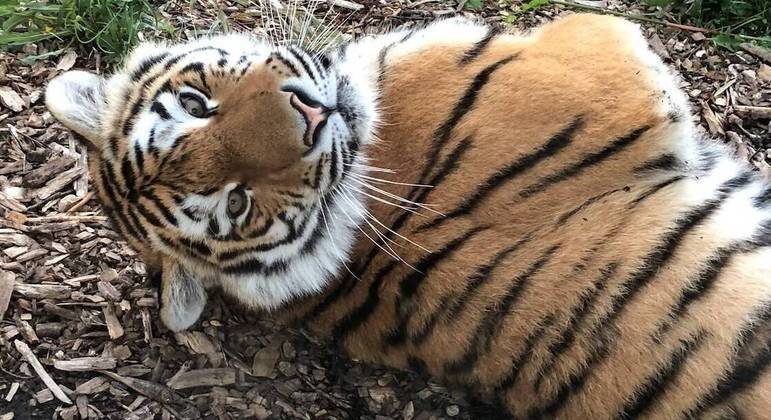 Mila, uma tigre de amur, morreu em um zoológico no Colorado