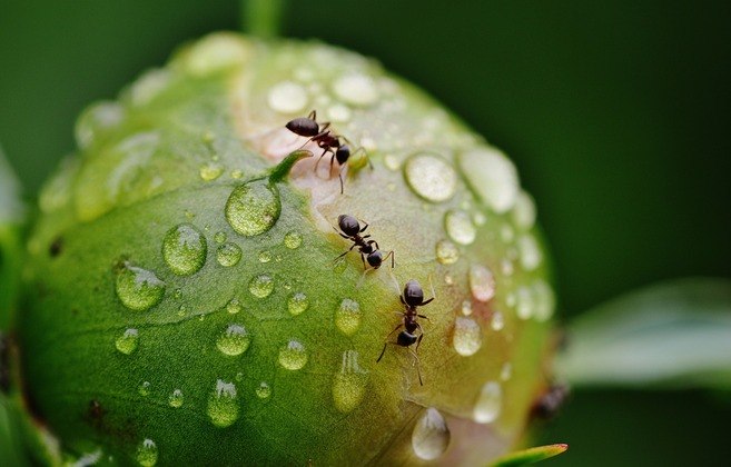 Milhares de plantas alimentam ou abrigam formigas em troca de proteção ou dispersão de suas sementes. 