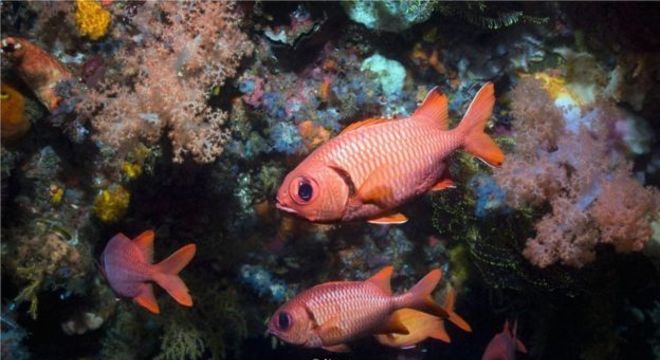 Com poucos estudos concluídos, temos muito pouca compreensão dos potenciais custos ambientais da mineração de fontes hidrotermais em águas profundas 