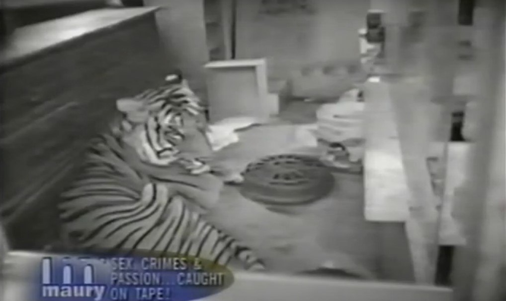Funcionário de zoológico é mordido por tigre e morre de ataque cardíaco  horas depois - Hora 7 - R7 Hora 7