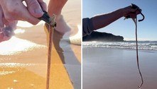 Minhocas gigantes e carnívoras escondidas na areia apavoram a web: 'Novo medo desbloqueado'