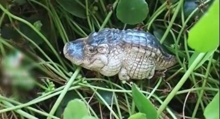 Minijacaré realmente existe?