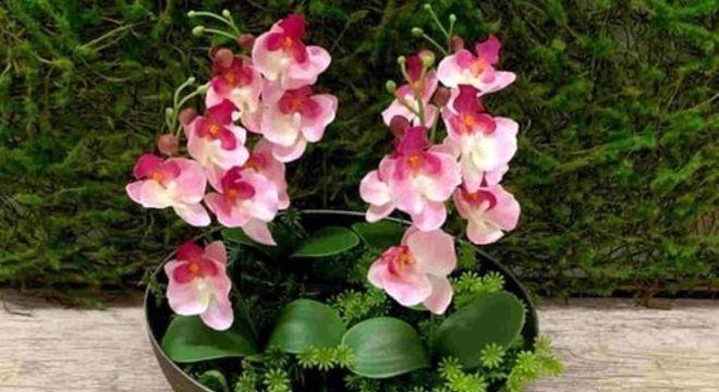 Mini orquídea