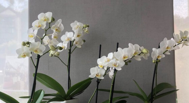 Mini orquídea branca 