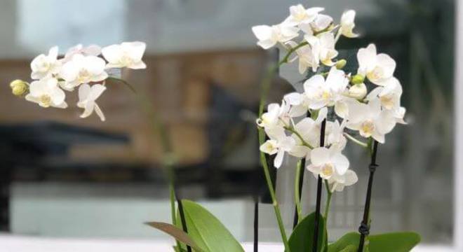 mini orquídea branca
