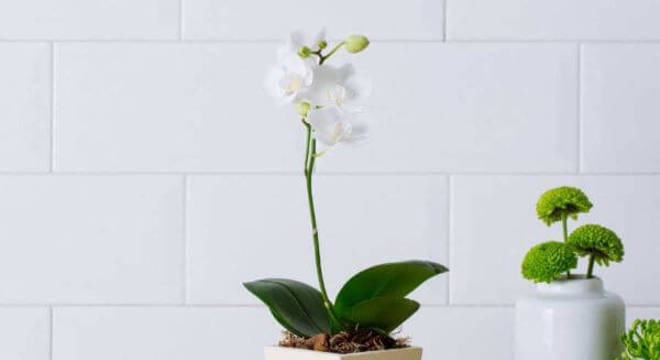 Mini orquídea branca