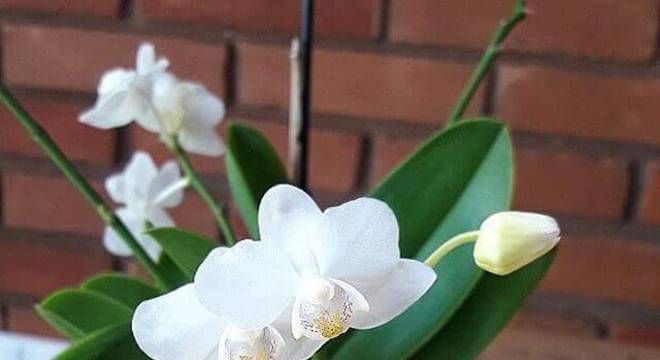 Mini orquídea branca