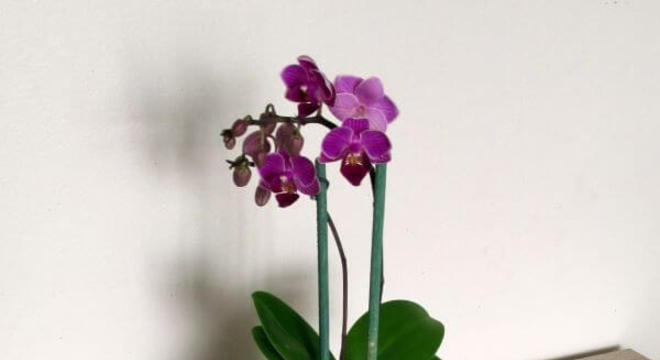 Mini orquídea com kokedama