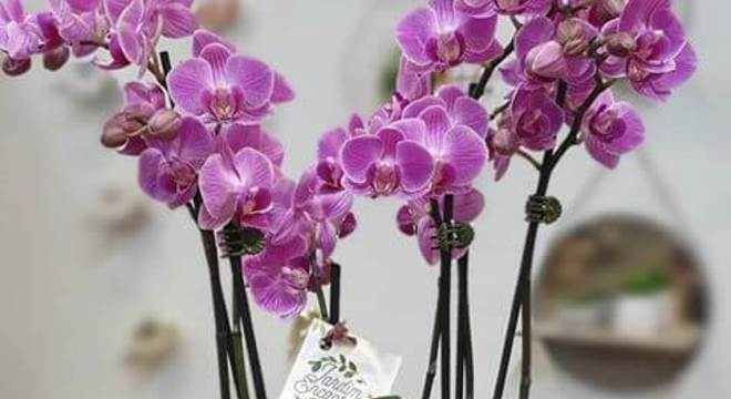 Mini orquídea de presente especial