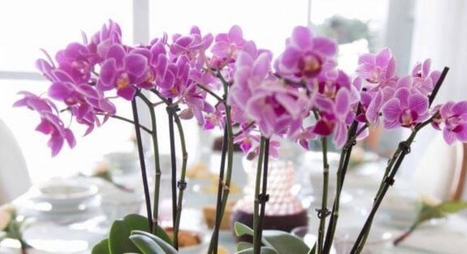 Mini orquídea decorando a mesa de jantar