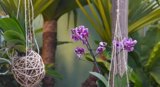 Mini orquídea kokedama