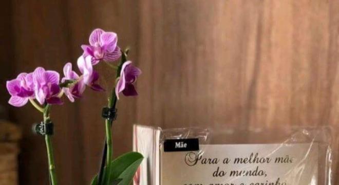 Mini orquídea na caneca