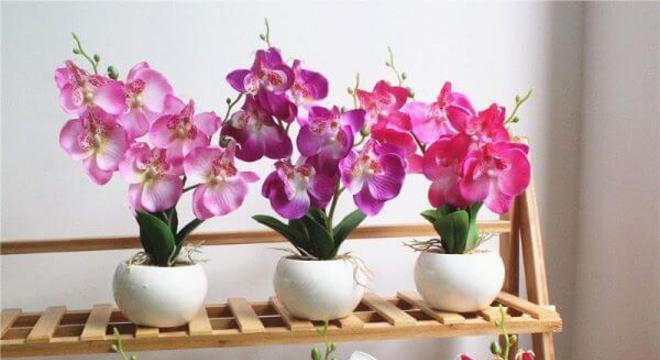 mini orquídea na decoração